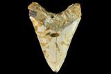 Fossil Megalodon Tooth - North Carolina #109856-2